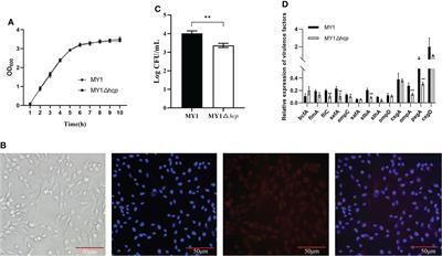 The salmonella effector Hcp modulates infection response, and affects salmonella adhesion and egg contamination incidences in ducks